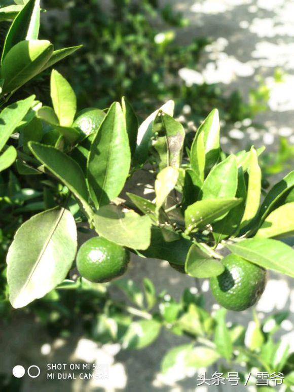 小米5x评测视频最新,小米电话手表5x评测