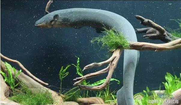 从鳗鱼的智慧说再到成为日本人餐桌上的料理食材！