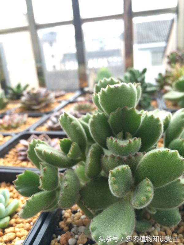 熊童子超级好看的多肉,熊爪多肉一枝怎么养活