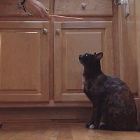 玳瑁猫有什么好,玳瑁猫猫界有多受欢迎