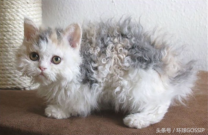 卷毛的喵星人看起来也蛮可爱的,天生自带刘海猫