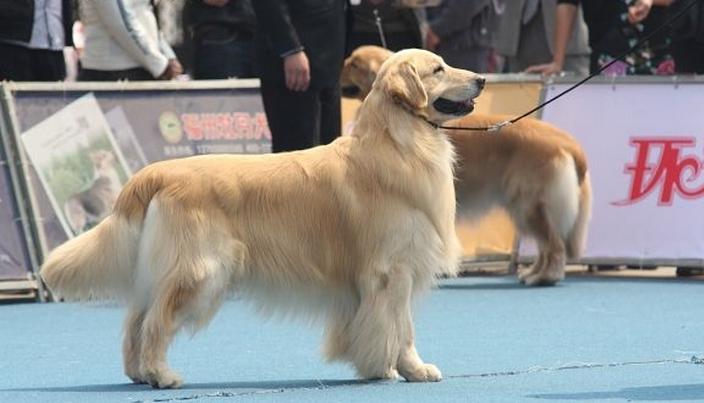 公金毛和母金毛体重有多大区别,母金毛凶还是公金毛凶