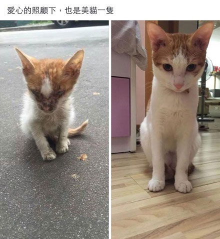 猫咪钻进细缝里怎样才能出来,怎么让猫咪进到大纸箱里面
