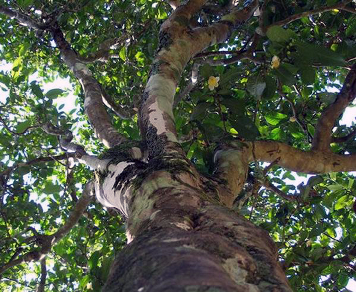 天然染料物理化学,天然普洱茶染发剂