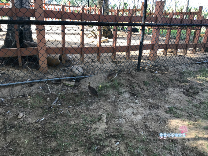 带孩子去三亚旅游吃什么,带小孩去三亚看海攻略