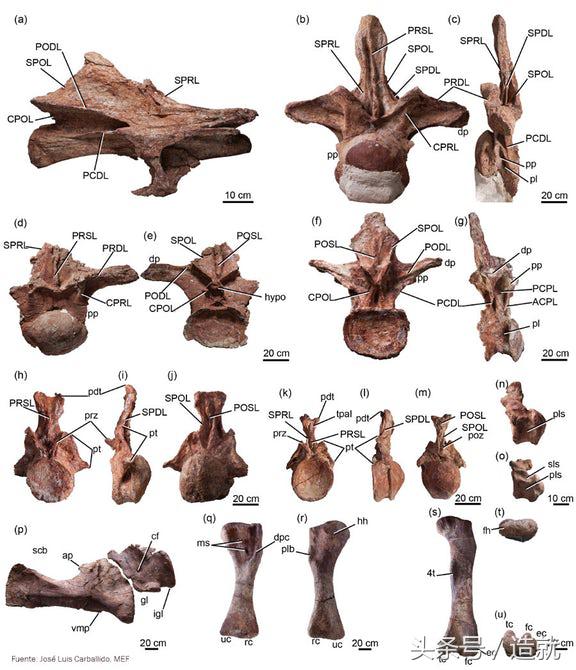 最大的一只恐龙化石是什么种类的,中国最大的恐龙化石博物馆在哪里