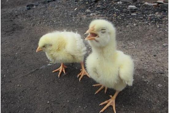 育雏温度高的危害,育雏温度设置区间