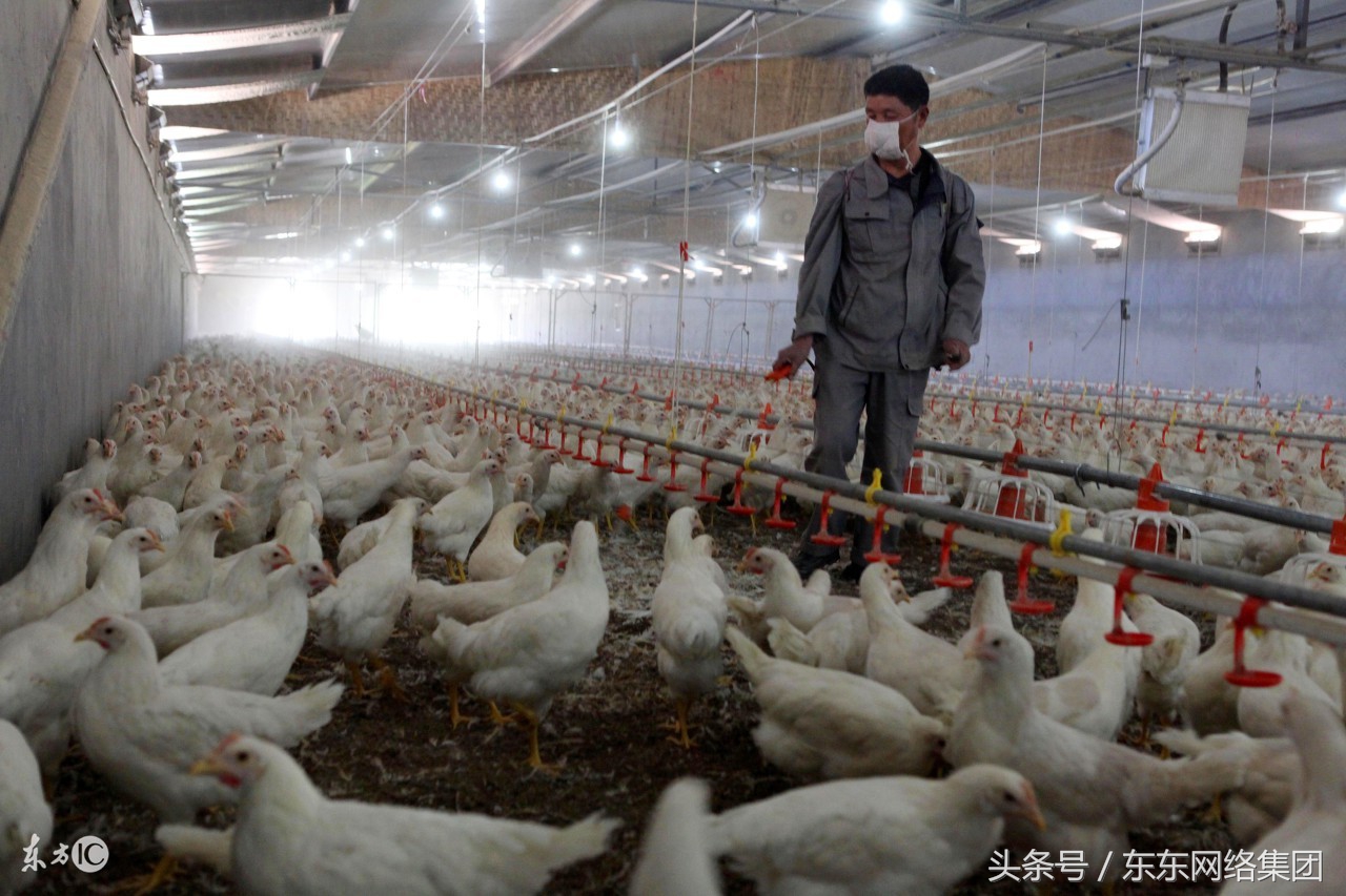 不同品种的鸡混养打架怎么办,自己养的鸡为什么突然打架了