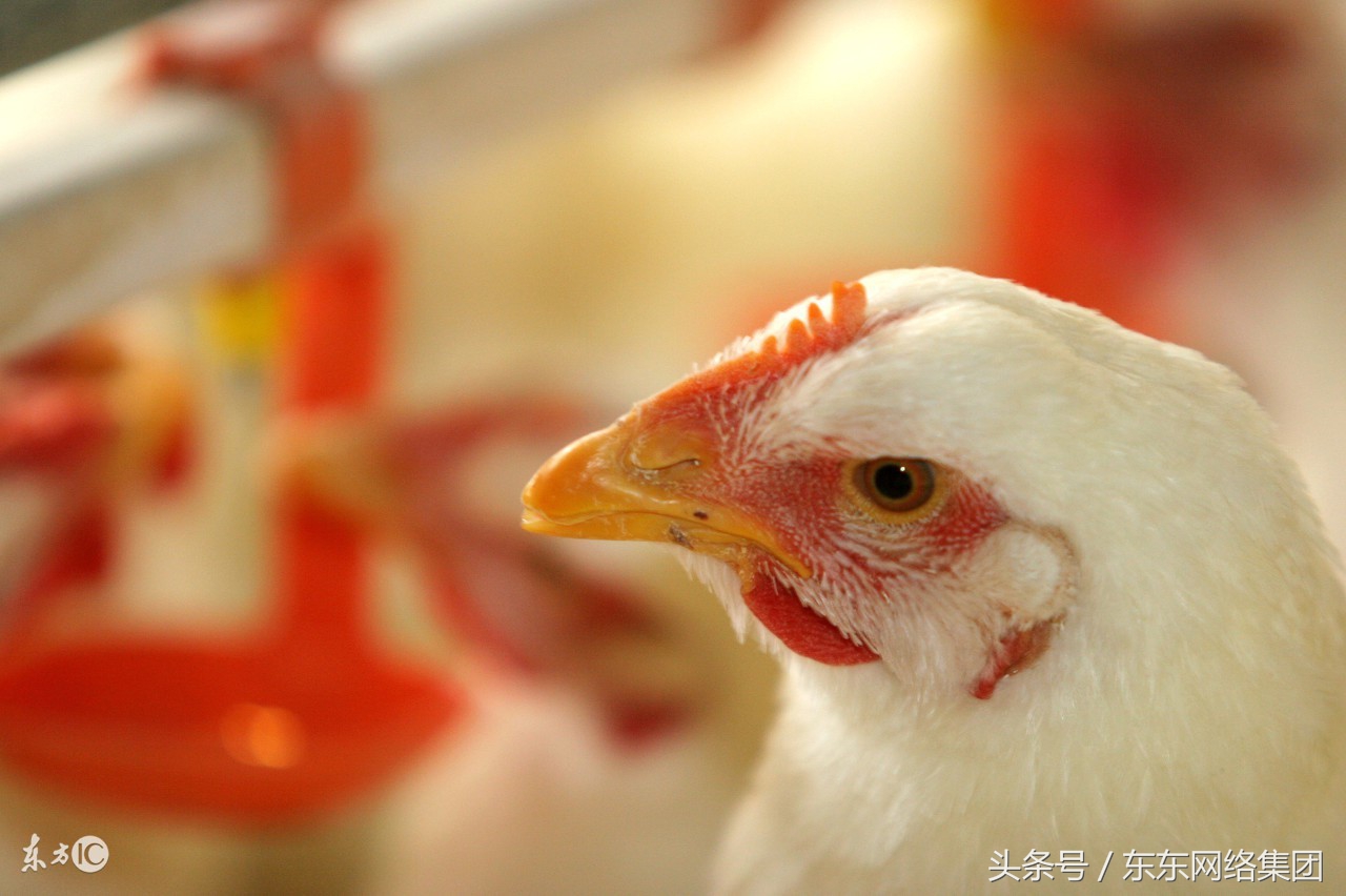 不同品种的鸡混养打架怎么办,自己养的鸡为什么突然打架了