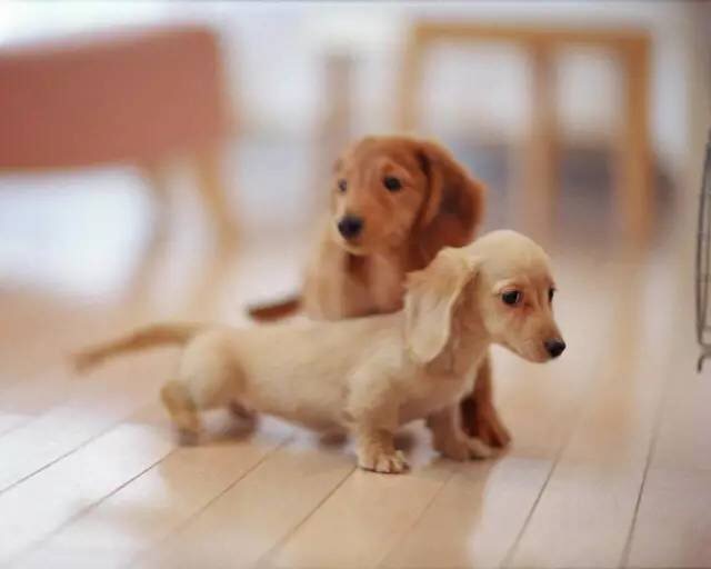 狗狗误食大量益生菌怎么办,狗狗轻微食物中毒自救三招