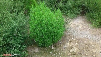 湿疹特别痒只能靠打针该怎么办,湿疹太痒了偏方