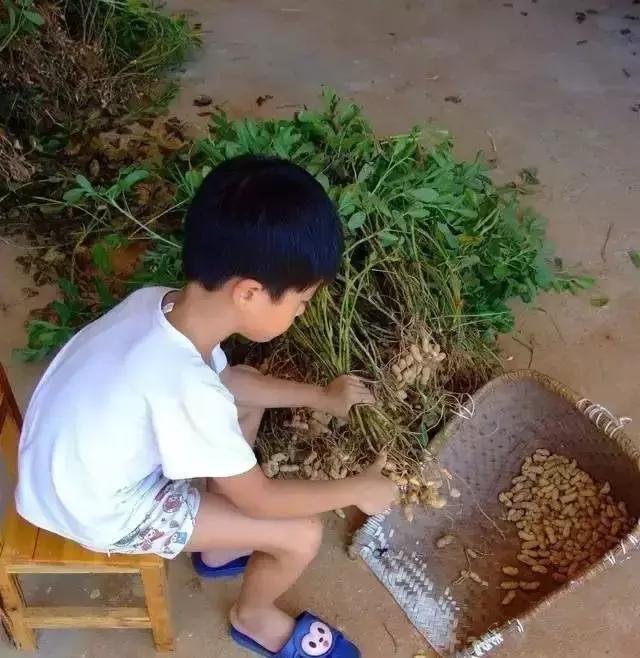 地里刚拔的花生,地里拔出来的新鲜花生吃了好吗