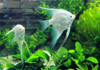 神仙鱼有寄生虫,神仙鱼寄生虫怎么去除