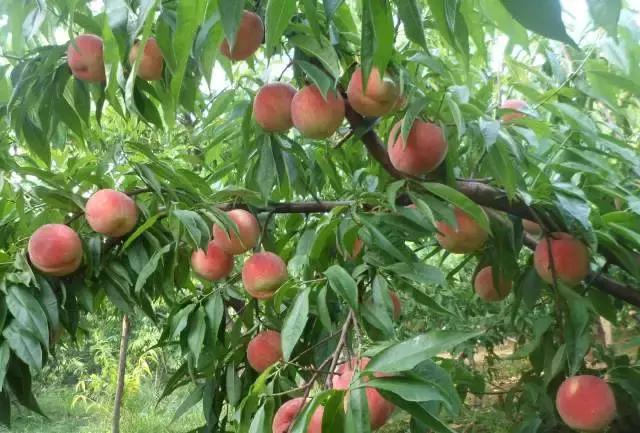 金堂县创建旅游城市,打造天府旅游县