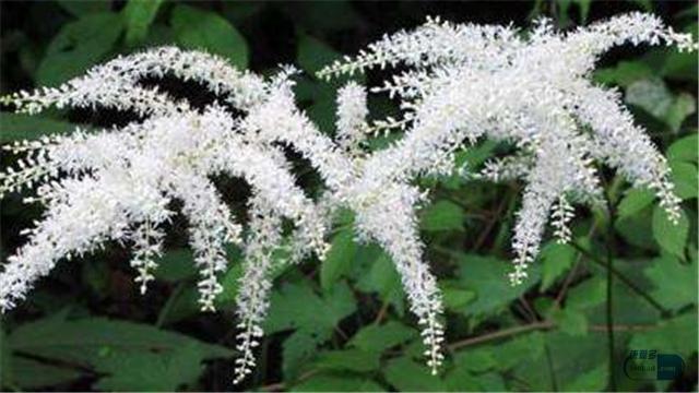 小康说药：莉芙敏片调节更年期综合征要吃多久？它含有雌激素吗？