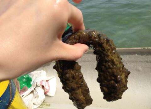 最恶心的海鲜是什么,最腥臭的海鲜是哪种海鲜