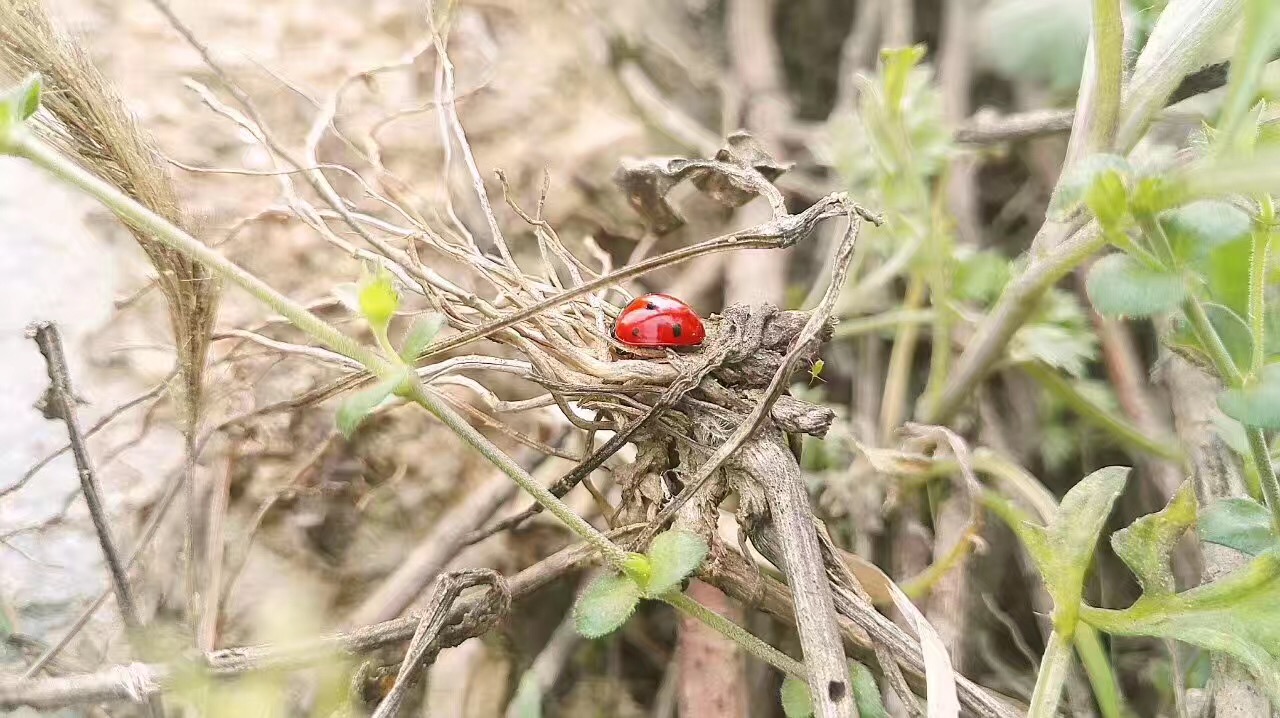 16年坚持用业余时间养蜂,有了好蜂蜜却没有好市场