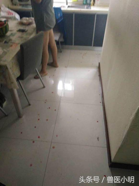 两只猫一见面就打架处理办法,两只猫怎么确定猫是玩还是打架