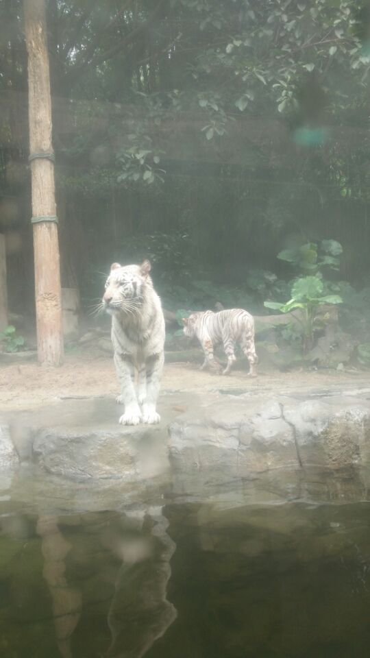广东长隆野生动物园旅游攻略图片,长隆野生动物园国宝有几只