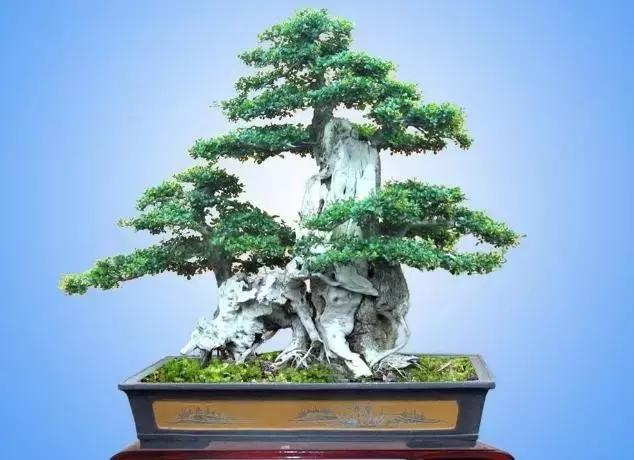 北方室外过冬的盆景对节白蜡盆景,小叶女贞和对节白蜡哪个适合盆景