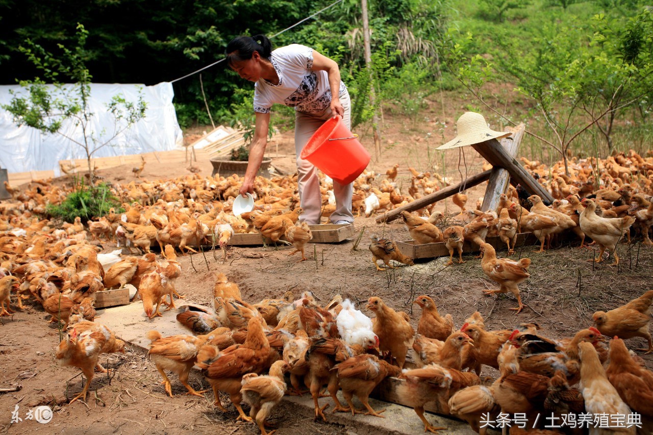 土鸡拉白痢或黄痢用什么药,散养土鸡拉黄痢怎么治