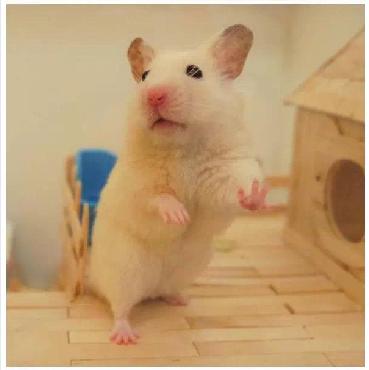 仓鼠宠物攻略,仓鼠宠物的小教程