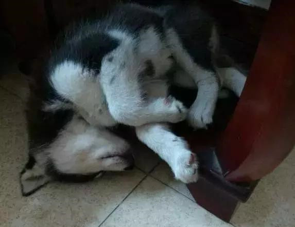 一招辨认哈士奇是不是纯种皇家血脉