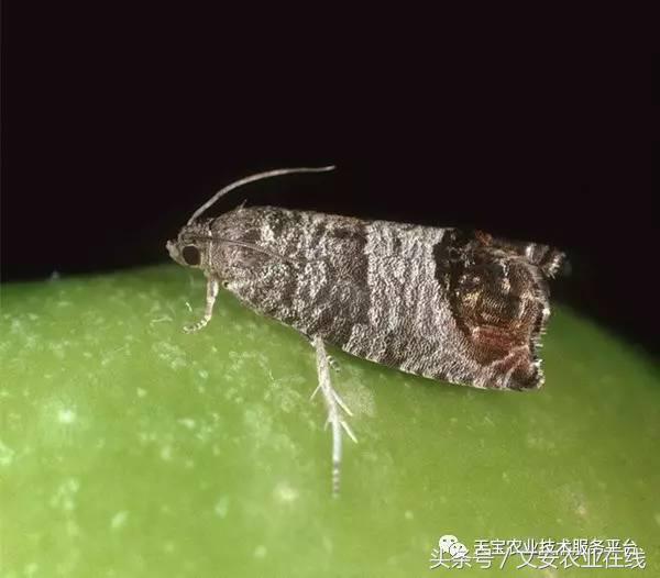 家用杀虫剂喷雾十大品牌,内吸性杀虫剂十大排行