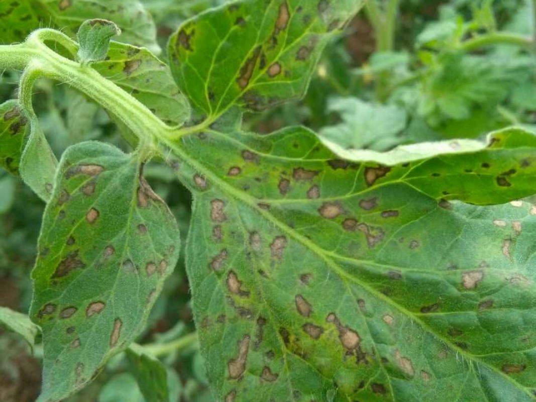 番茄白粉病和灰叶斑病用什么药,番茄褐斑病和灰叶斑病的区别