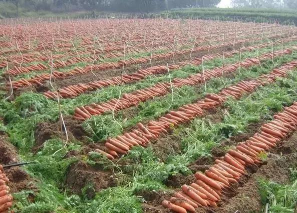 一亩蔬菜种植成本利润分析,蔬菜种植成本测算