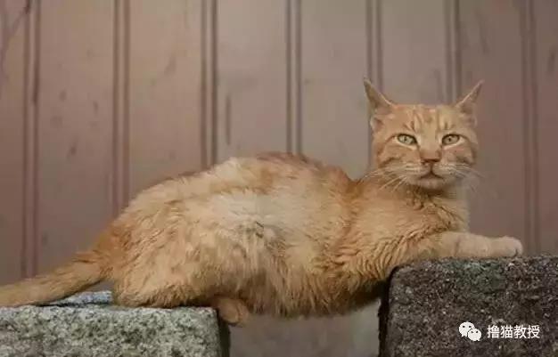 别跟我谈什么梦想我只想躺赢,别跟我谈什么梦想