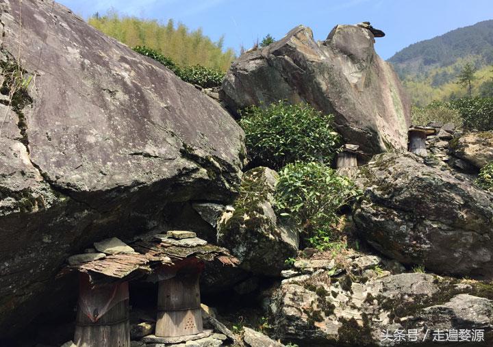 婺源第一名,婺源茶叶第一名