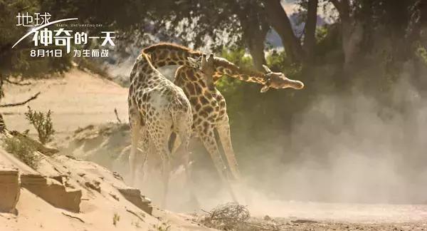 地球神奇的一天纪录片完整版,给孩子看的纪录片神奇地球