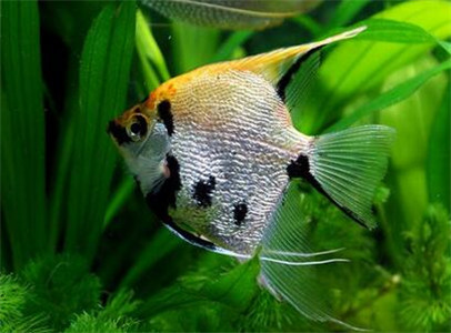 神仙鱼有寄生虫,神仙鱼寄生虫怎么去除