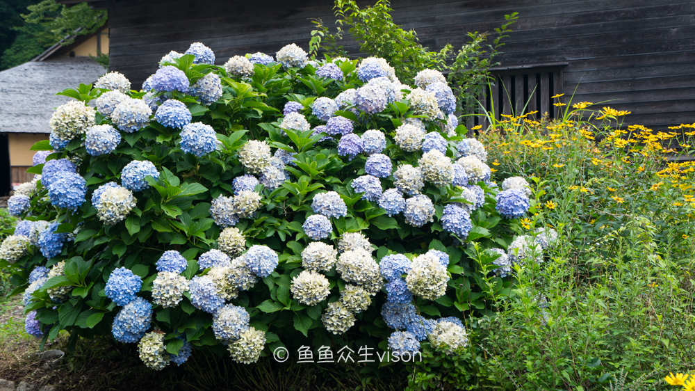 日本东京大阪最值得去的地方,日本大阪深度游攻略