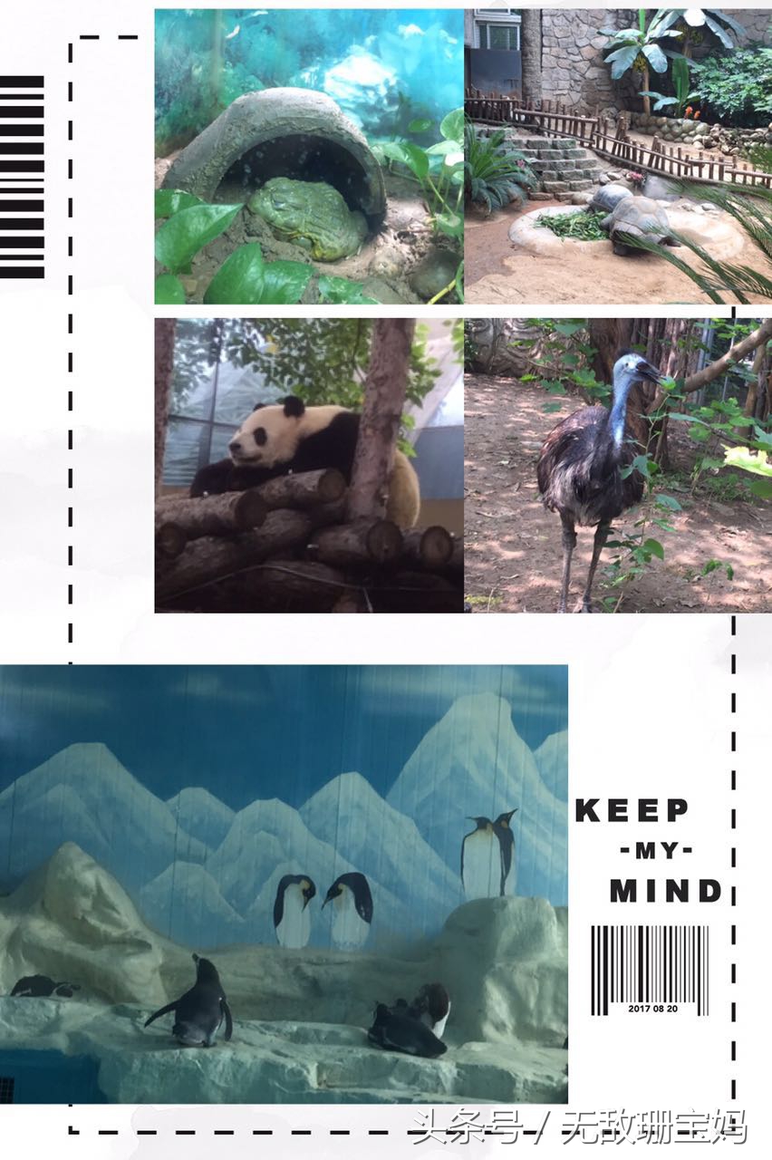 恰逢暑期旅游高峰，带珊宝游北京动物园