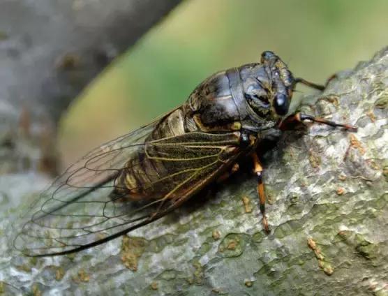 葡萄树干有蛀虫怎么办,葡萄蛀虫