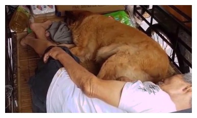 狗发疯咬人如何给他致命一击,养了8年的狗狗突然发狂咬人