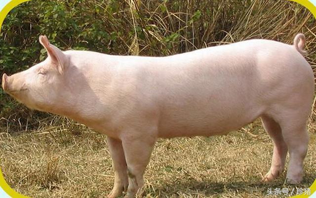 养猪宝典，母猪阉割术，中挑花详细讲解