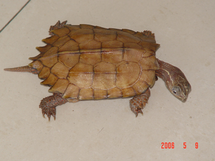 养枫叶龟犯法吗,黄缘龟跟枫叶龟可以一起养吗