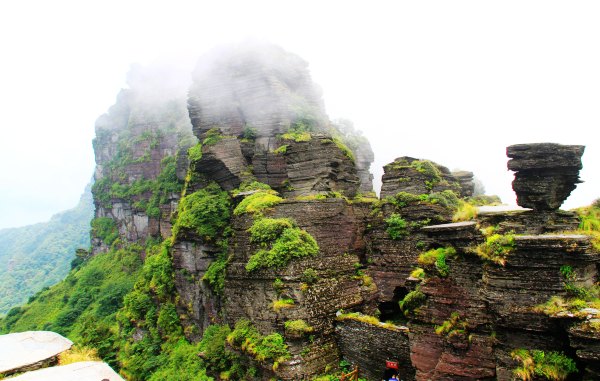 天天有人去山上采蘑菇,每天来观看的游客上万人