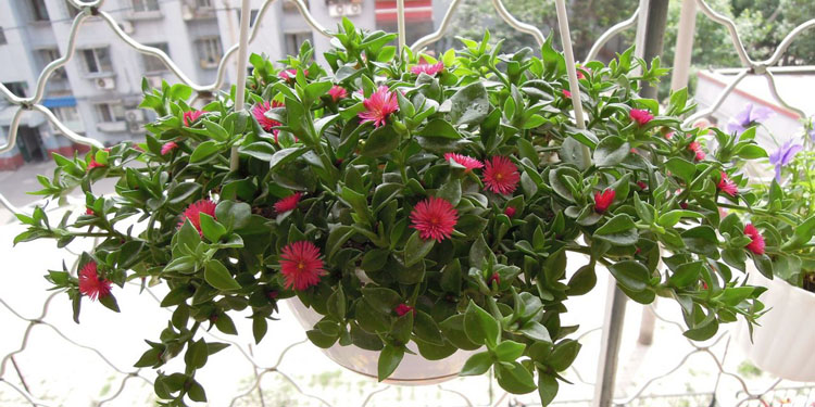 注意3点，半死不活的牡丹吊兰也可以救活