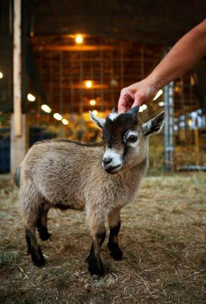 人见人爱的小宠物真是太可爱了,盘点十个让男人羡慕的宠物