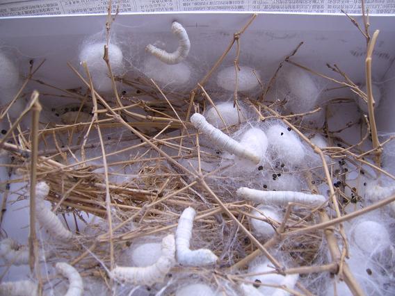 大家为什么养蚕宝宝,你们养过蚕宝宝吗