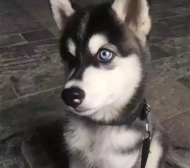 一招辨认哈士奇是不是纯种皇家血脉