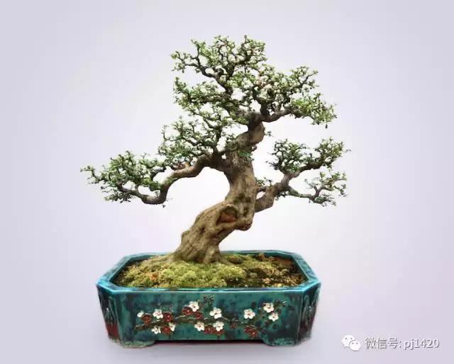 50种盆景树图片大全,50种盆景植物图片大全