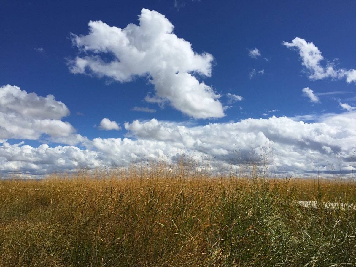 若尔盖湿地三月的景色,8月若尔盖草原哪里比较好