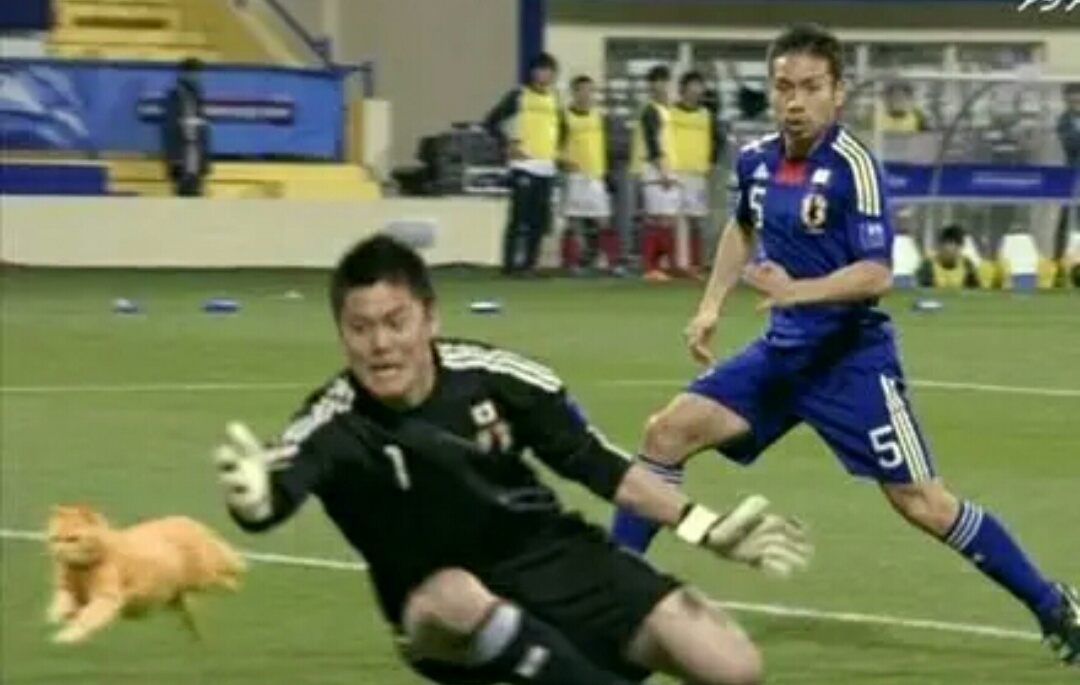 把足球p成猫,网友p的足球搞笑视频