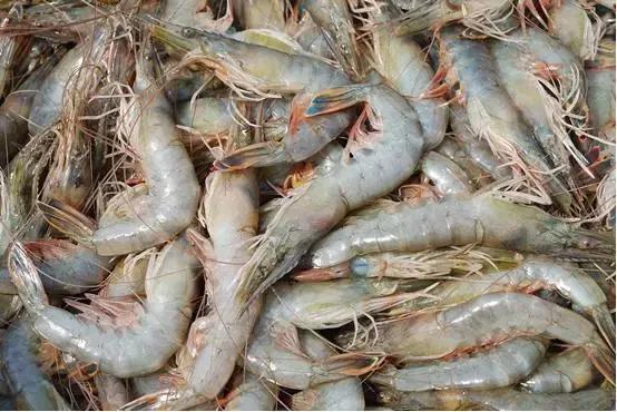 又到吃海蛎子的季节,又到了吃海鲜的季节生蚝