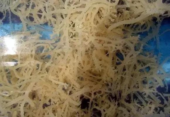 又到吃海鲜的季节咯！一位吕四渔民整理的海鲜大全，保证有你不认识的！